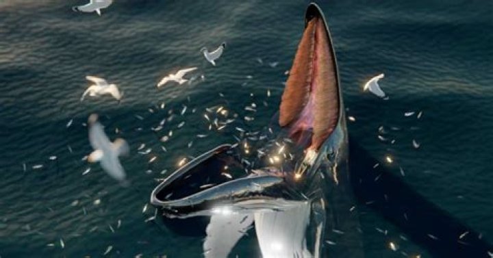 How Old Is Nan Hauser? Everything On The Biologist Saved By A Humpback Whale