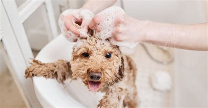 Should i bathe my dog before applying advantix