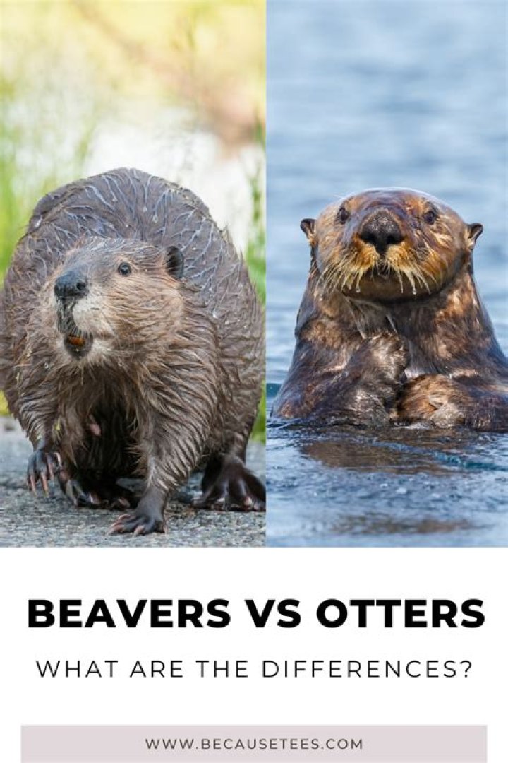 What is the difference between an otter and a beaver